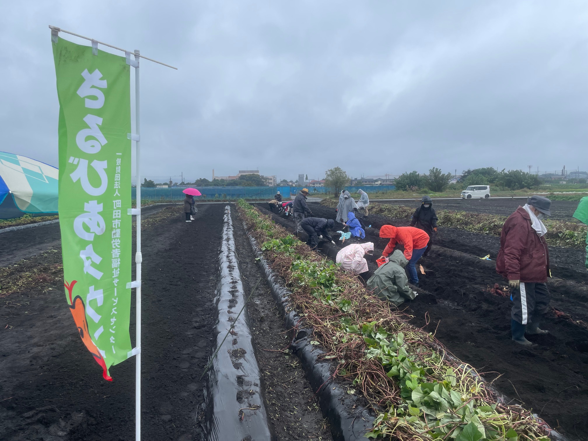 さつまいも堀り