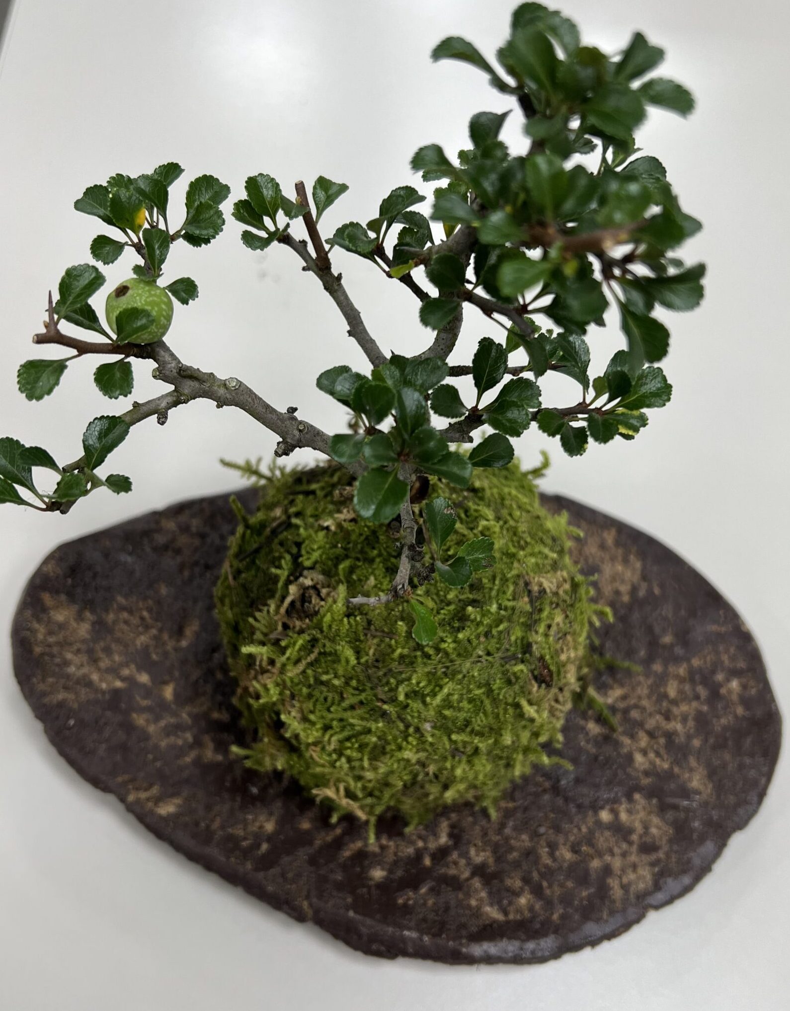 苔玉教室