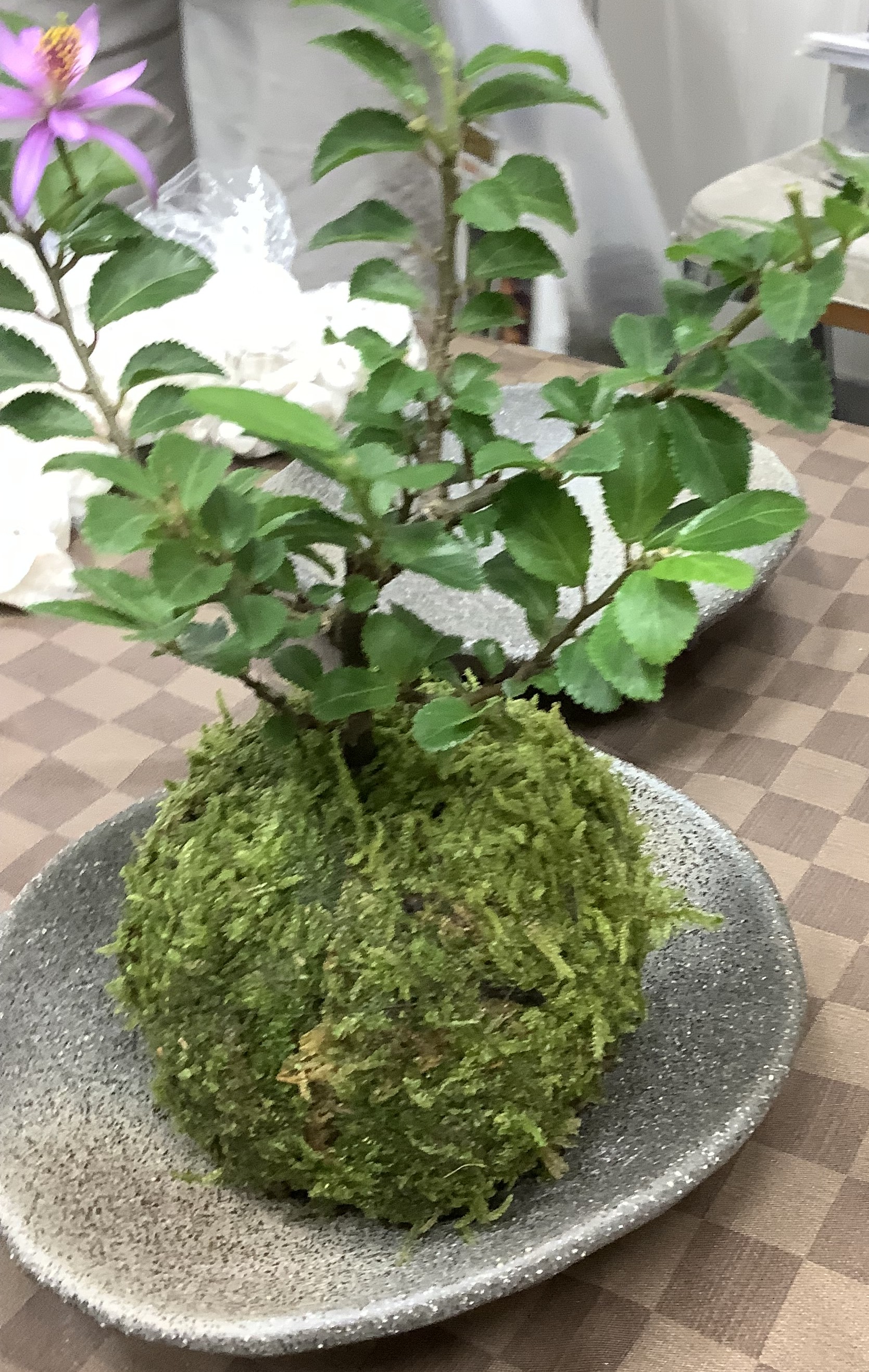 苔玉教室
